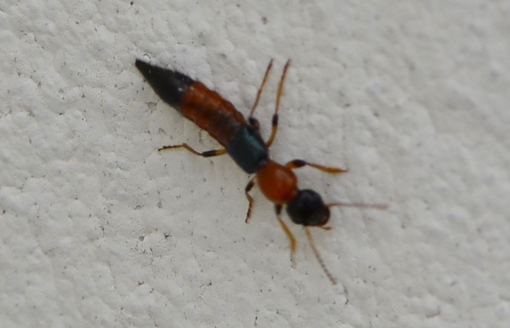 Paederus sp.,